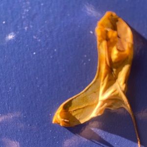 Meet your Posher, Jorge